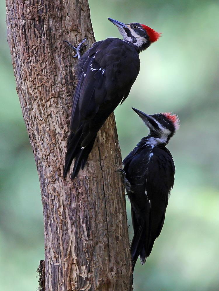 Pileated Woodpecker