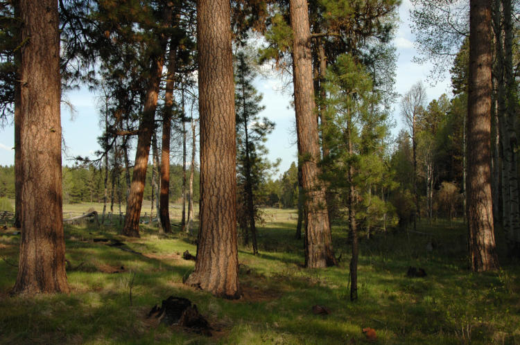 Ponderosa pine mixed with aspen trees, both of which are Strategy Habitats.