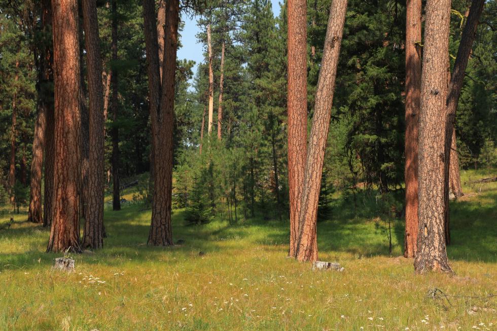 Ponderosa Pine Woodlands Oregon Conservation Strategy