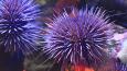 Purple_sea_urchin_Kelsey_Adkisson_460.jpg