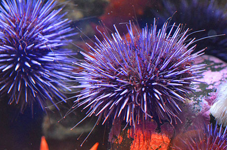 The Super Sea Urchins of California - Actual suntan  [7/9/2023] Purple_sea_urchin_Kelsey_Adkisson_460