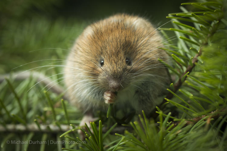 A male red tree vole (Arborimus longicaudus) eating a Douglas fir needle. Red tree voles are rarely seen. They are nocturnal and live in Douglas fir tree tops and almost never come to the forest floor.  They are one of the few animals that can persist on a diet of conifer needles which is their principle food.  As a defense mechanism, conifer trees have resin ducts in their needles that contain chemical compounds (terpenoids) that make them unpalatable to animals.  Tree voles, however, are able to strip away these resin ducts and eat the remaining portion of the conifer needle.