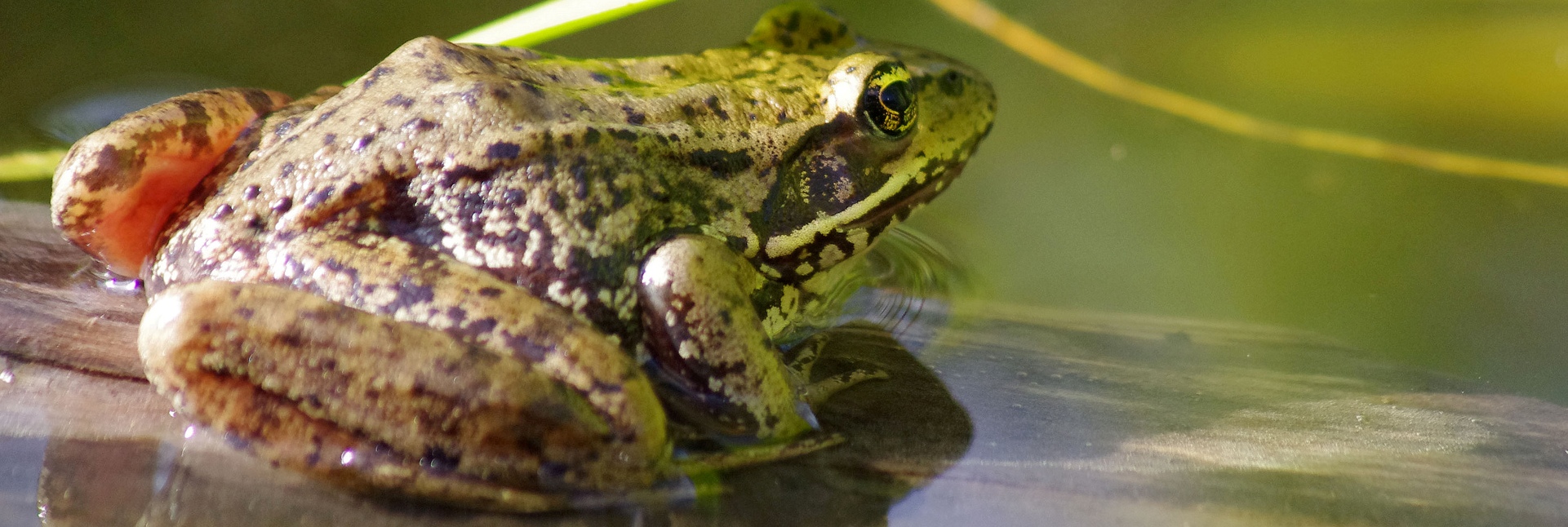 Red-legged Frog