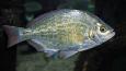 Redtail_surfperch_Oregon_Coast_Aquarium_460.jpg