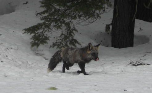 Sierra Nevada red fox collared by ODFW