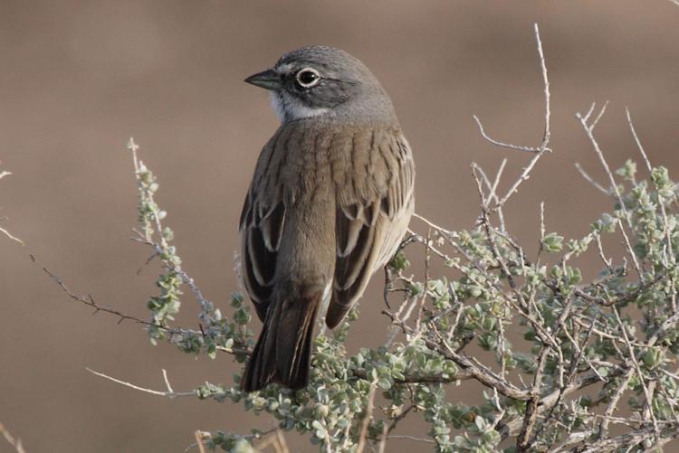 Sage Sparrow