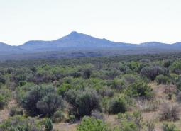 Sagebrush Habitats