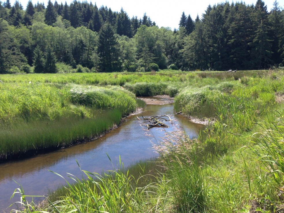 Location of former Tamara Quays Trailer Park in the Salmon River Estuary, May 21, 2014.