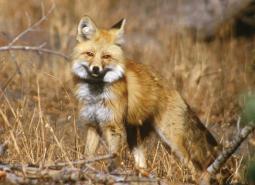 Sierra Nevada Red Fox