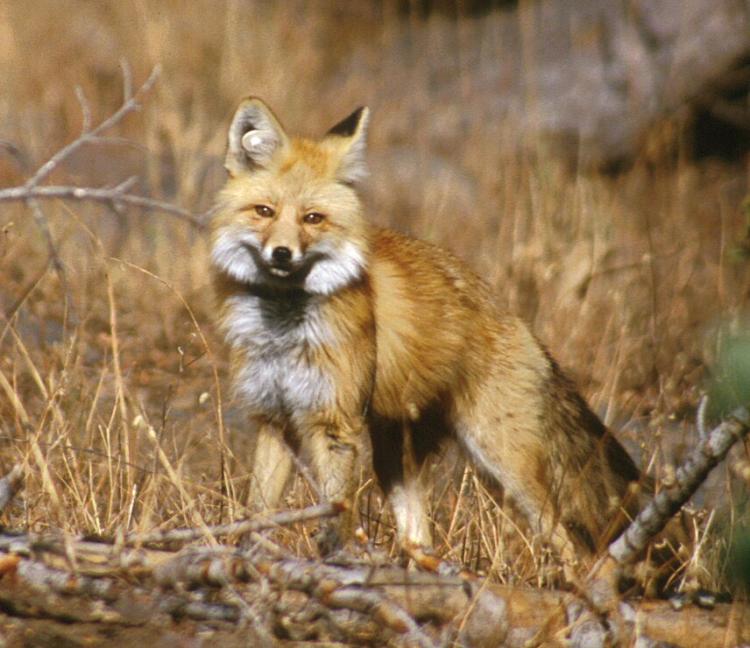 Sierra Nevada Red Fox