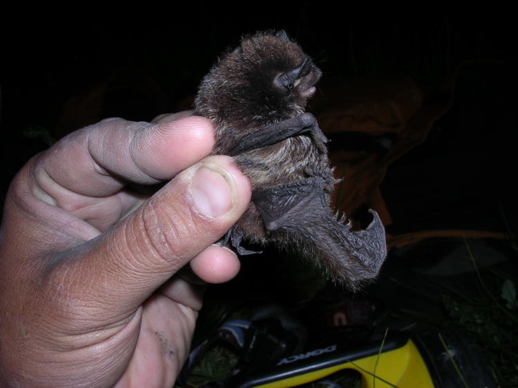 Silver-haired Bat – Oregon Conservation Strategy