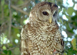 Spotted-Owl_BLM_460.jpg