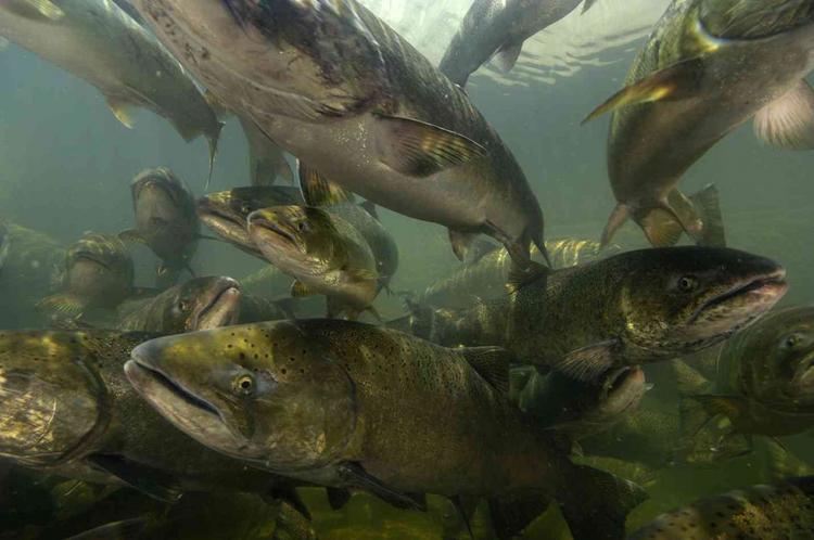 Chinook Salmon - Spring/Summer Run