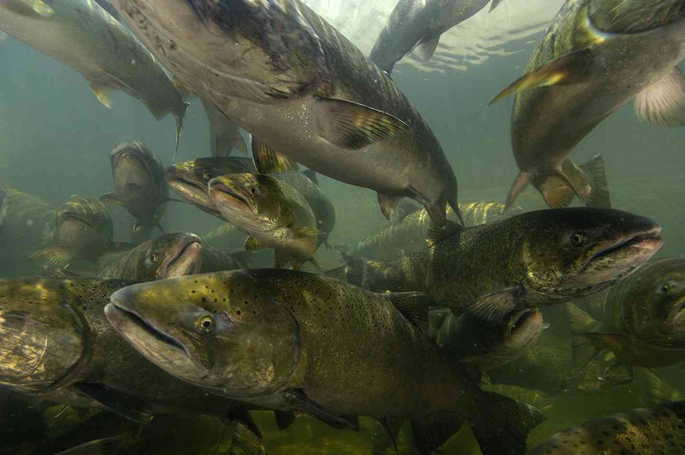 Spring Chinook Salmon, Coastal SMU Oregon Conservation Strategy