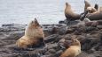 Steller-sea-lions_ODFW_460.jpg