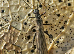 Photo of an adult stonefly by Cary Kerst, an Oregon resident after whom the species was named.
