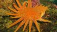 Sunflower-Star_Janna_Nichols_460.jpg