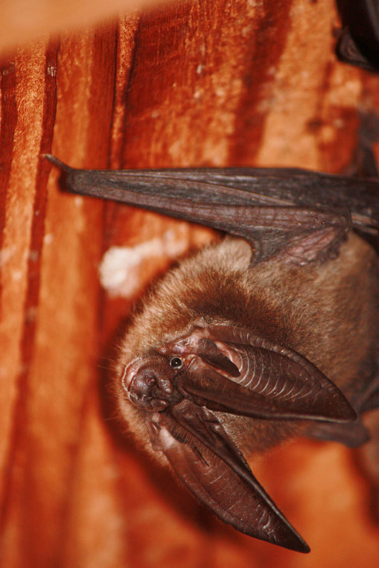 Townsend's Big-eared Bat