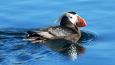 Tufted-Puffin_USFWS_460.jpg