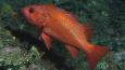 Vermillion_rockfish_Dan_Howard_NOAA_CBNMS_460.jpg