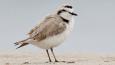 Western-Snowy-Plover_USFWS_460.jpg