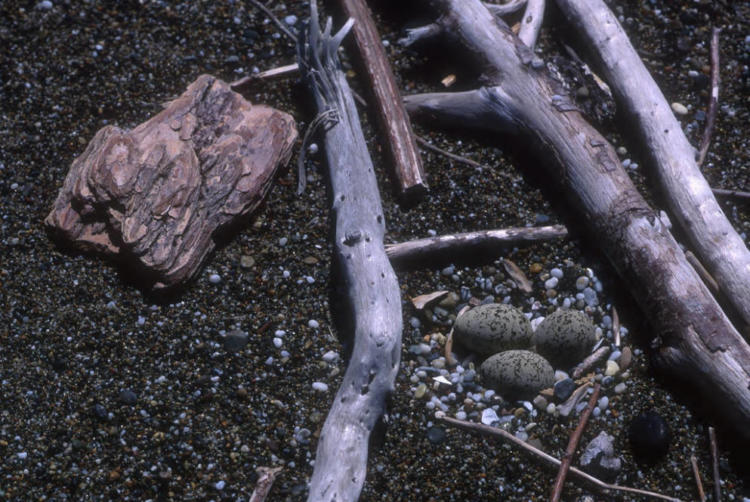 Western Snowy Plovers nest on the beach, making their eggs and young susceptible to disturbance from recreational activities. 