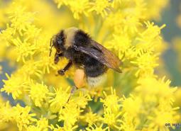 Western_bumble_bee_Rich_Hatfield_the_Xerces_Society_460.jpg