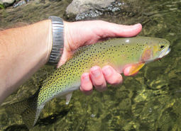 Westslope Cutthroat Trout