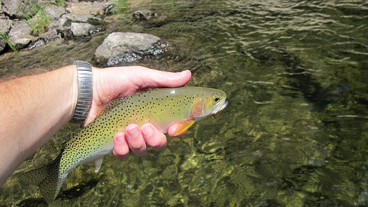 Westslope Cutthroat Trout – Oregon Conservation Strategy