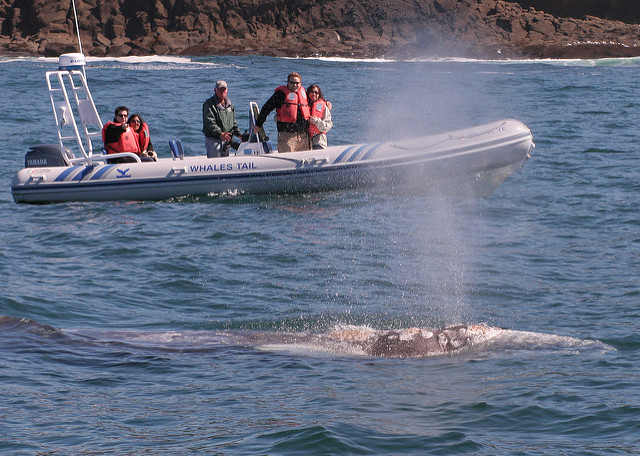 Gray Whale surfaces in front of boat