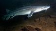 White_sturgeon_ODFW_460.jpg