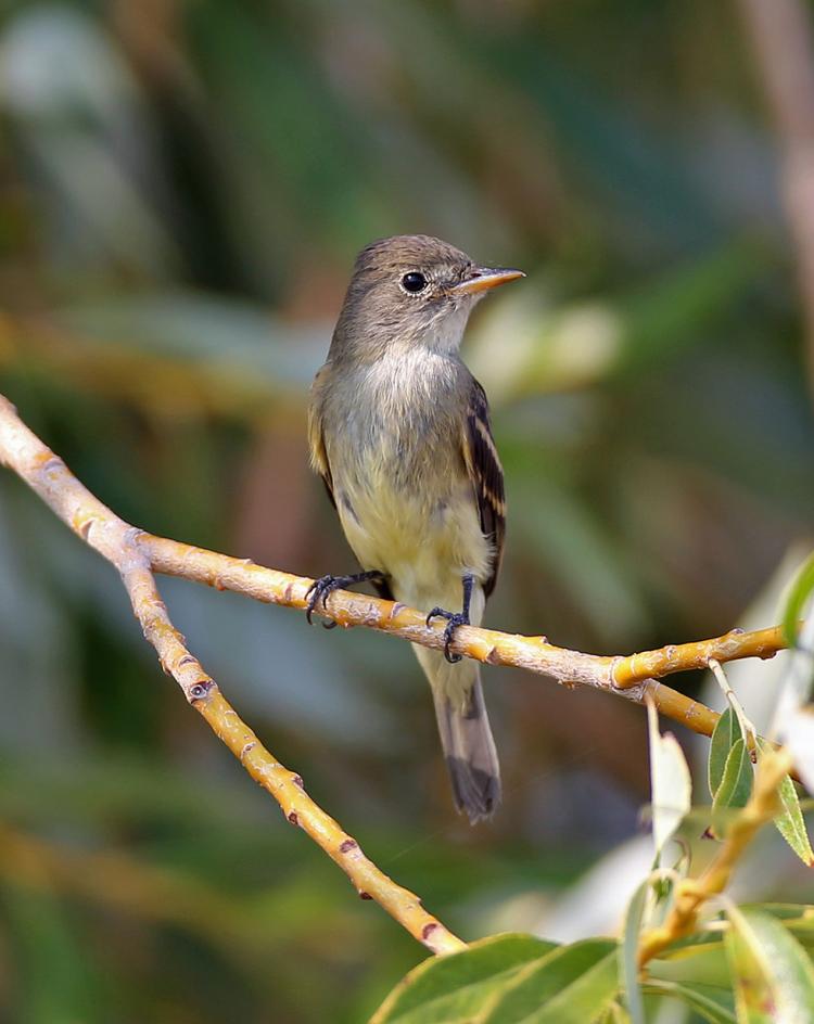 Willow Flycatcher