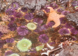 Tide pool