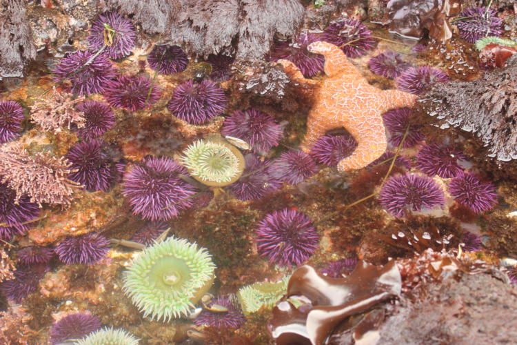 Tide pool