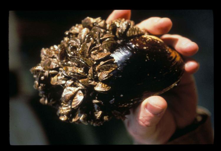 Zebra mussels (seen here attached to a larger native mussel) are among the top invasive species of concern to keep out of Oregon. 