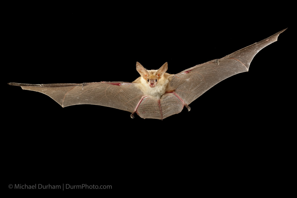 Pallid Bat Oregon Conservation Strategy