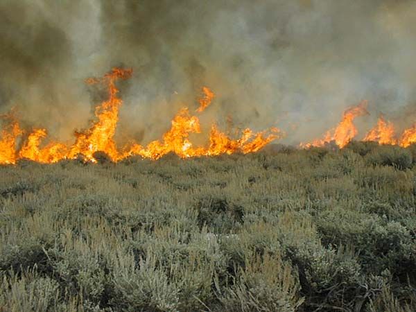 Sagebrush fire in southeastern Oregon.