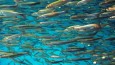 Northern anchovy in neritic, or open water, habitat.