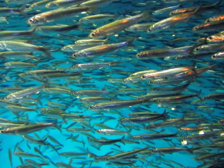 Northern anchovy in neritic, or open water, habitat.