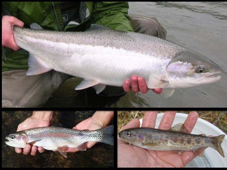 Summer Steelhead / Coastal Rainbow Trout, Rogue SMU – Oregon