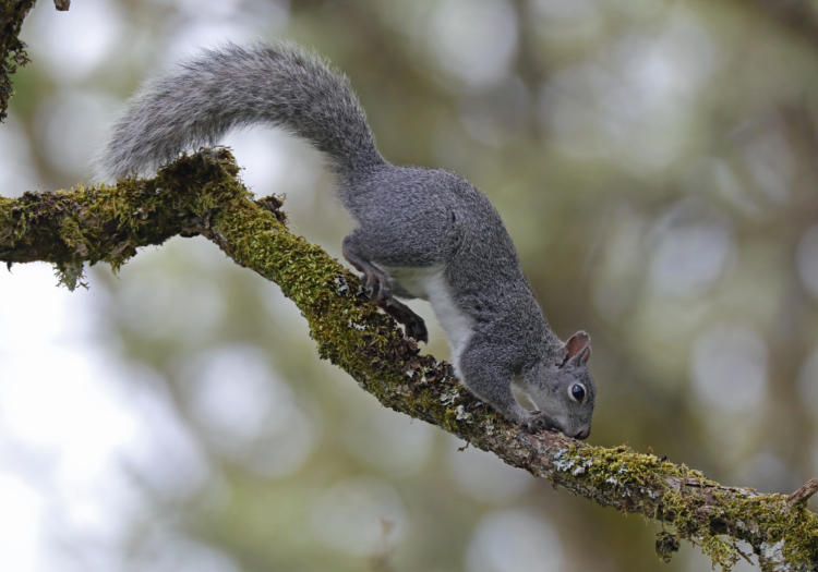 western gray squirrel range